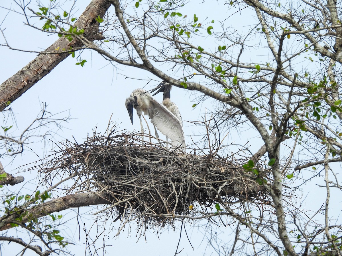 Jabiru - ML626581186