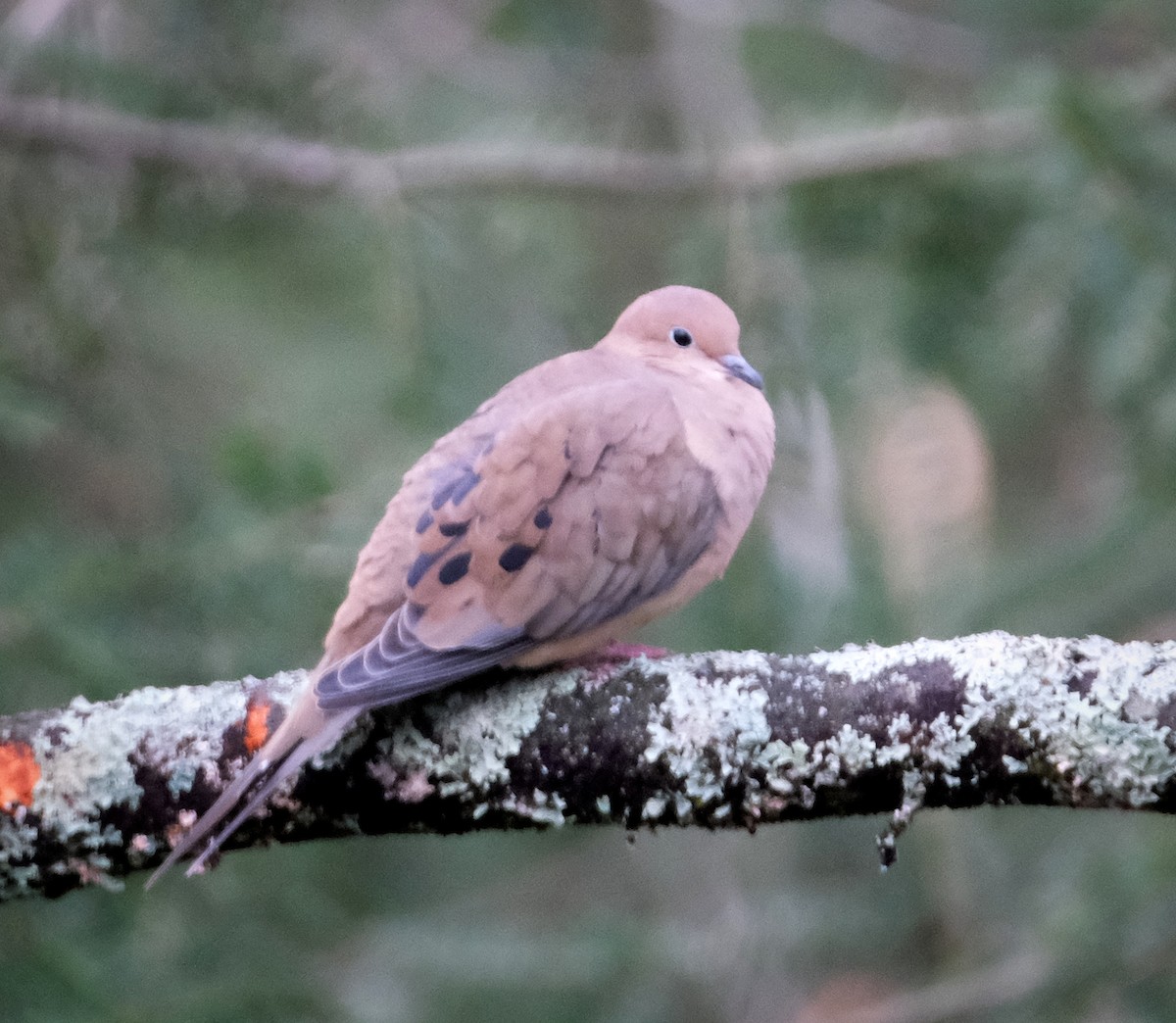 Mourning Dove - ML626581198