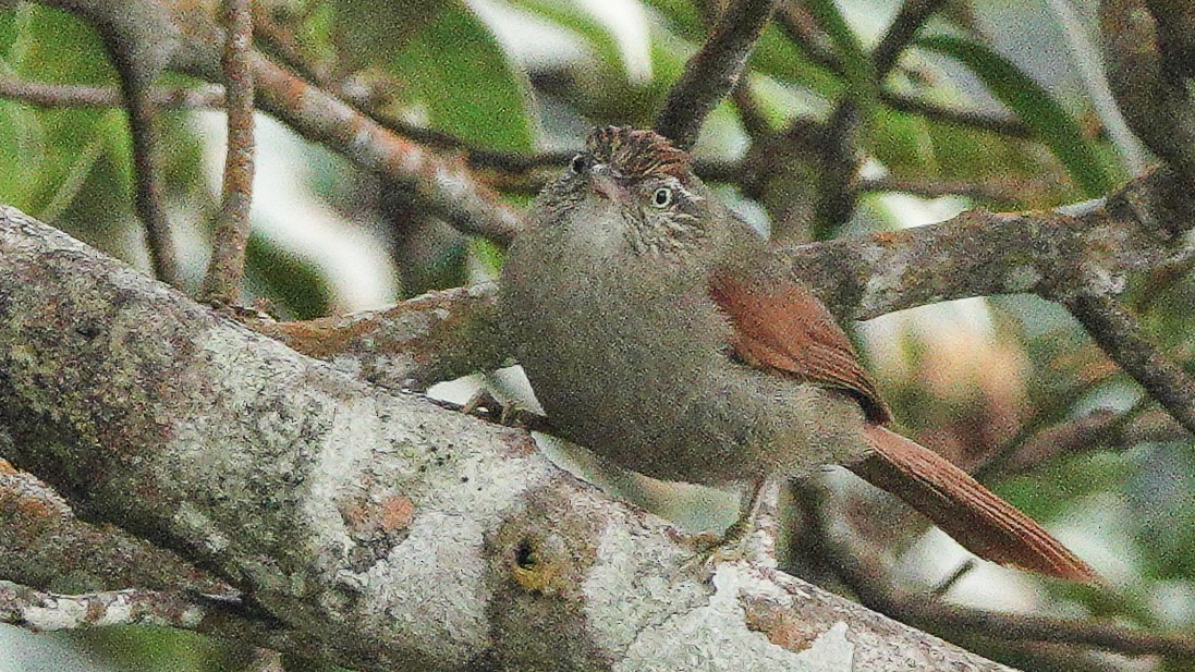 Streak-capped Spinetail - ML626581215