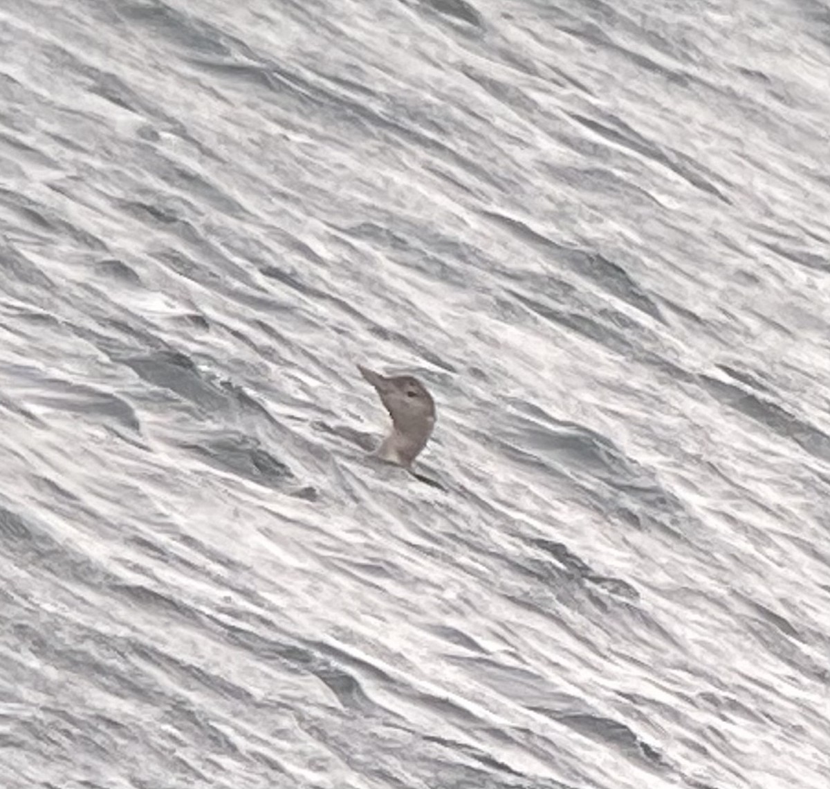 potáplice žlutozobá - ML626581255