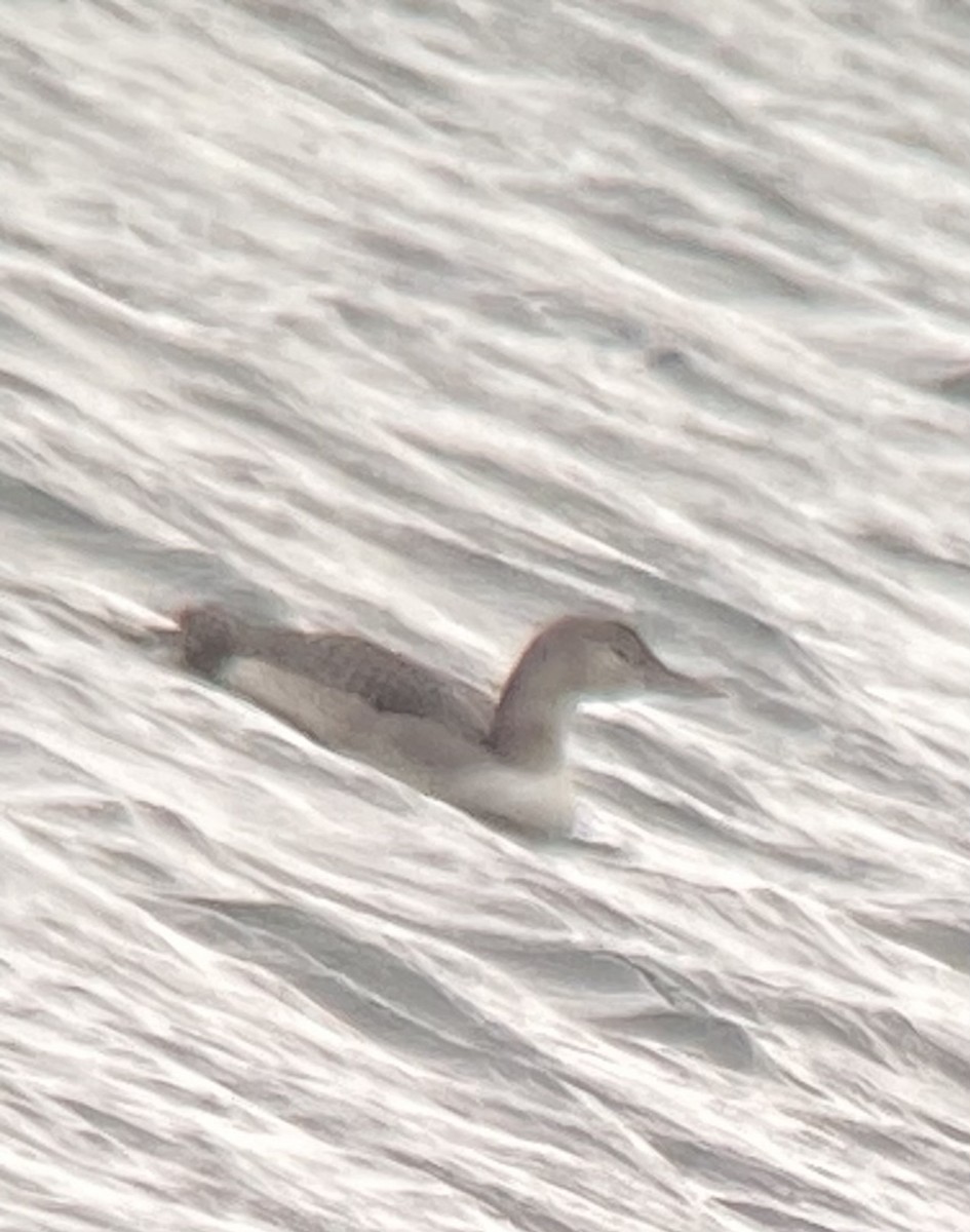 potáplice žlutozobá - ML626581256