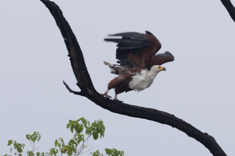 African Fish-Eagle - ML626581341