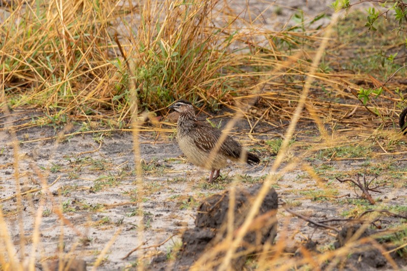 Crested Francolin (Crested) - ML626581346