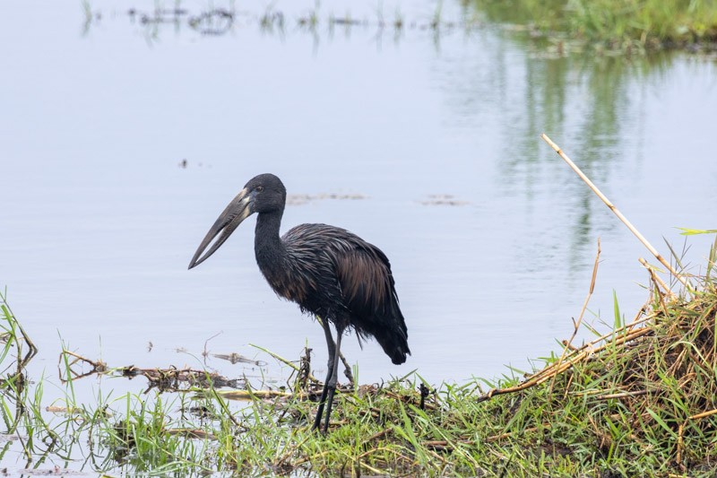 African Openbill - ML626581351