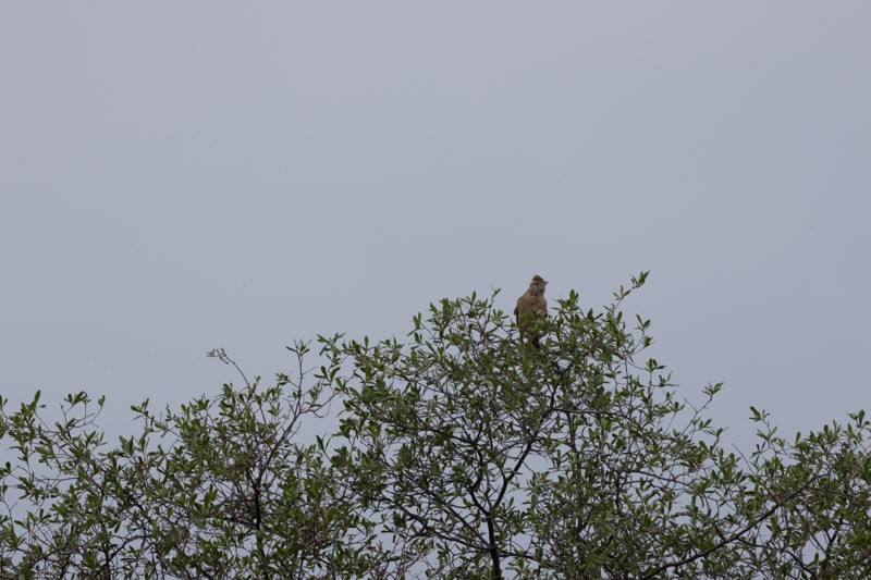 Rufous-naped Lark - ML626581379