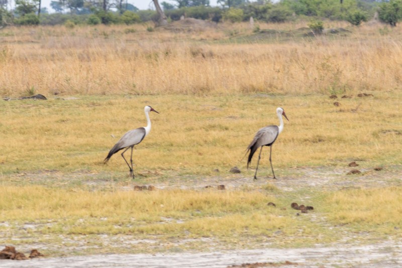 Wattled Crane - ML626581385