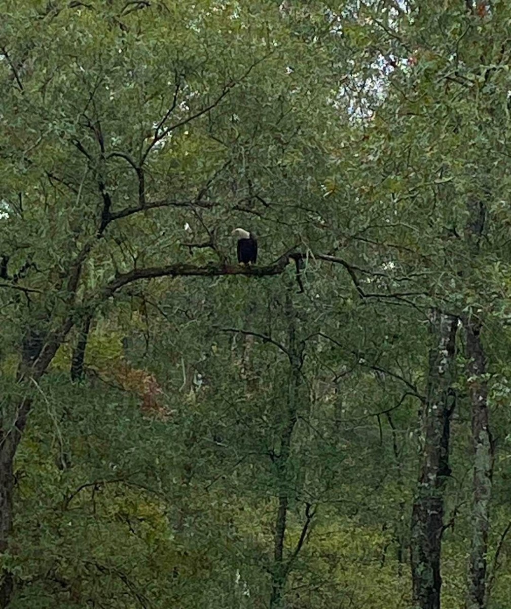 Bald Eagle - ML626581394