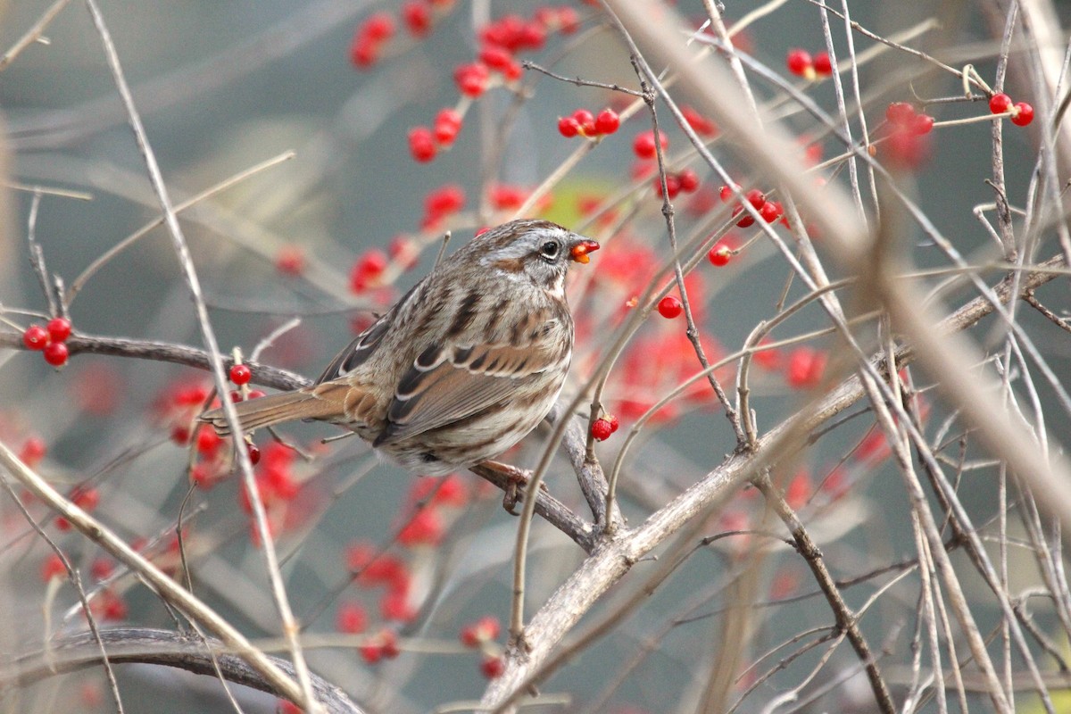 Song Sparrow - ML626581400