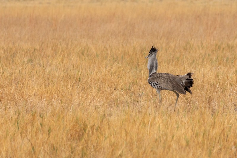 Kori Bustard - ML626581409