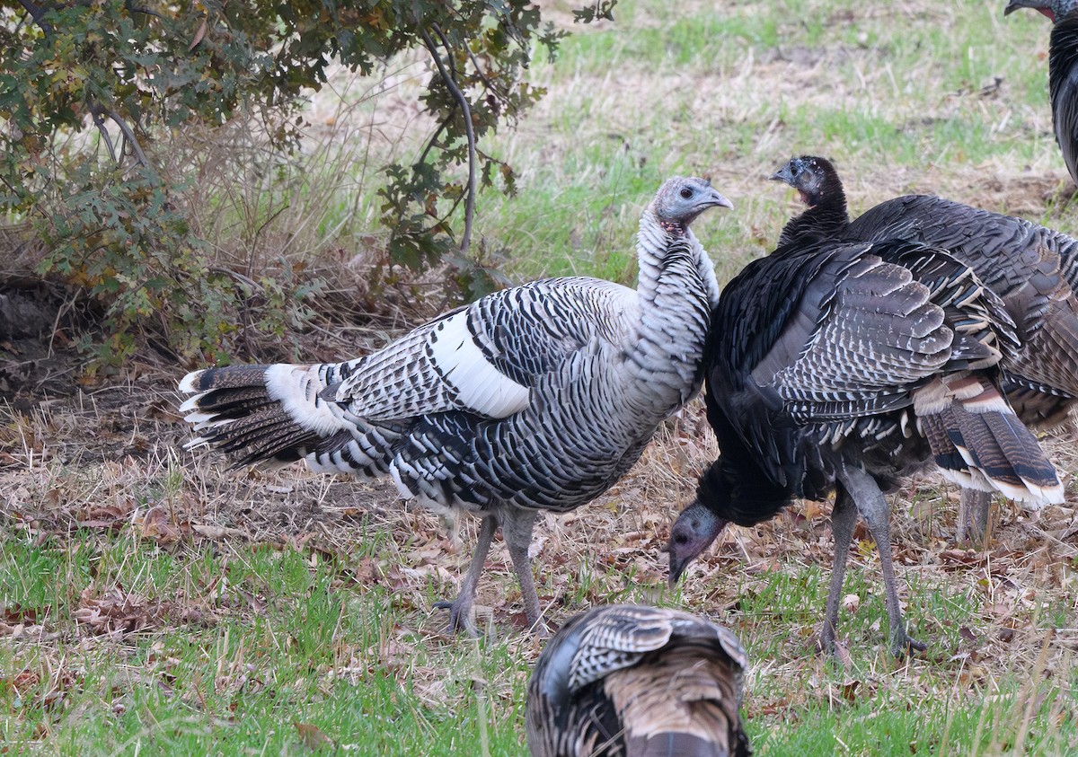 Wild Turkey - ML626581437
