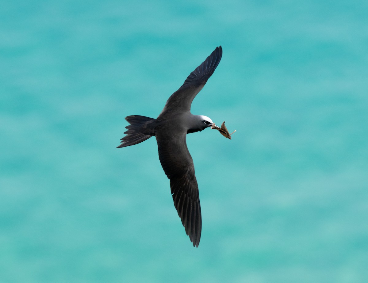 nody bělotemenný - ML626581451