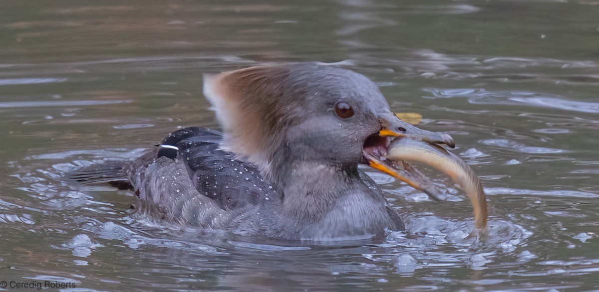 Hooded Merganser - ML626581492