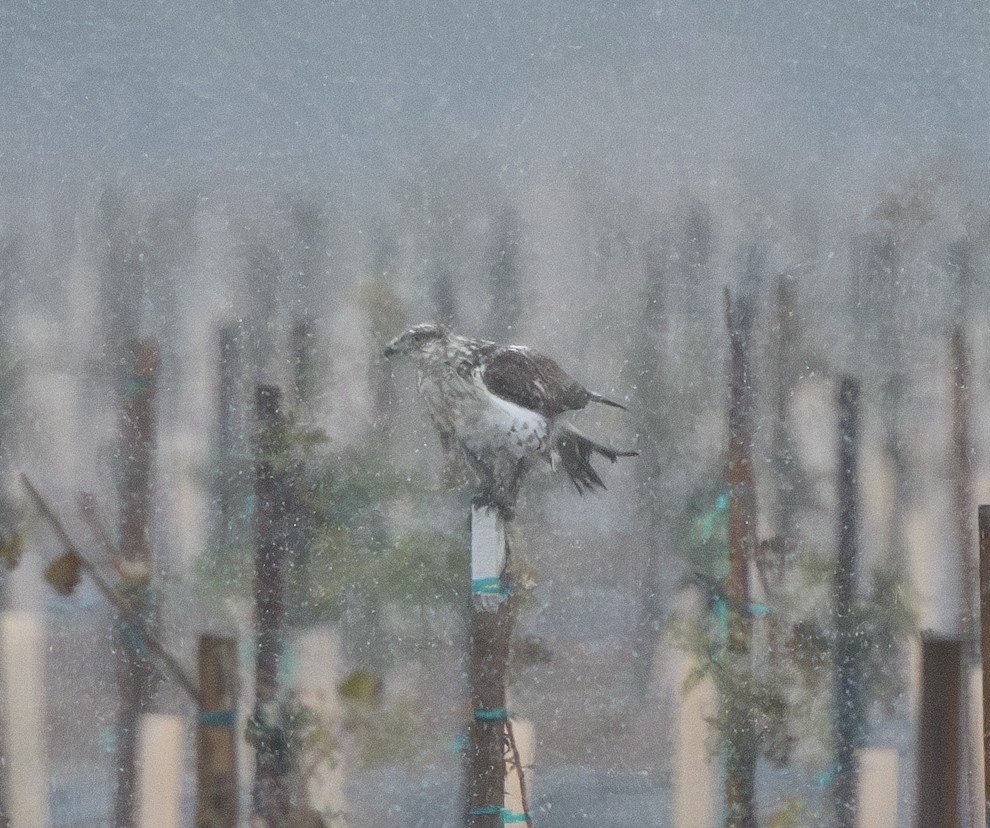 Ferruginous Hawk - ML626581495