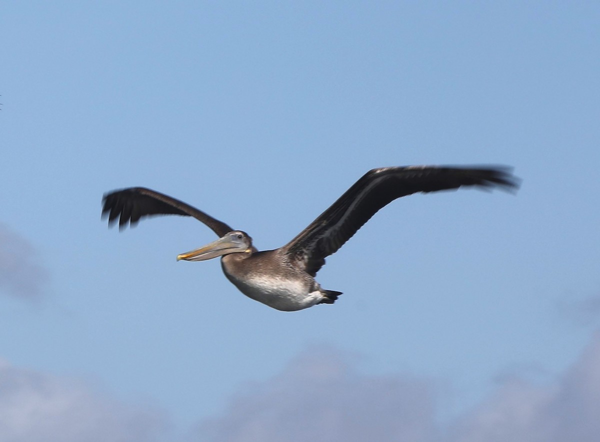 Brown Pelican - ML626581497