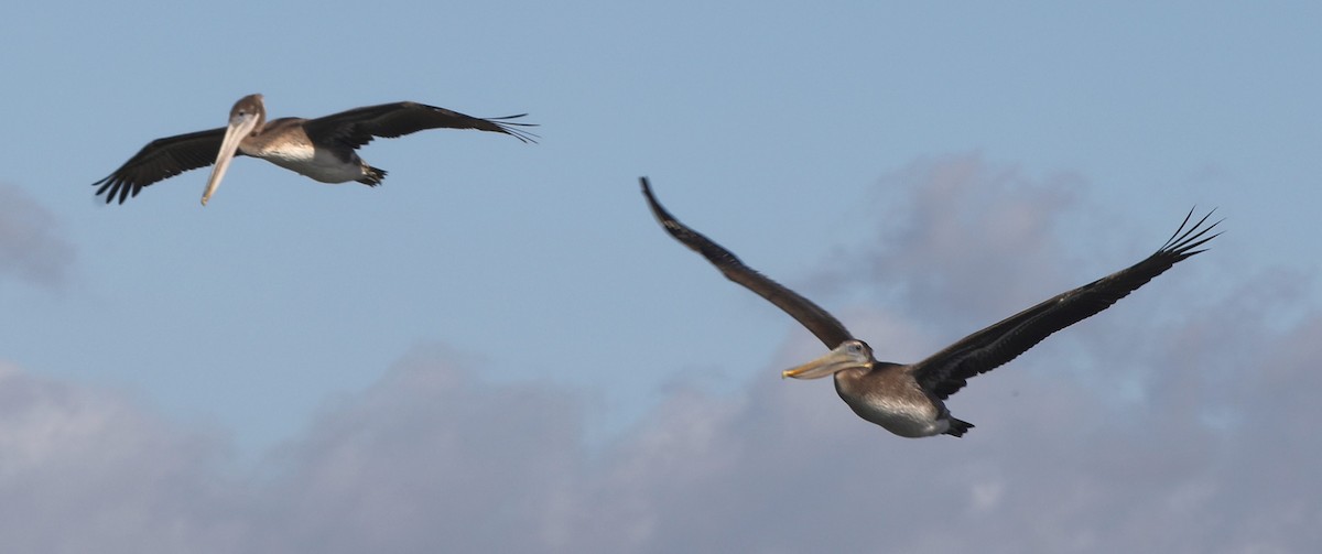 Brown Pelican - ML626581498