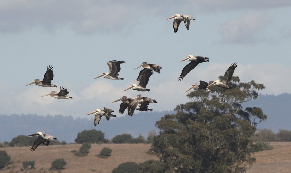 Brown Pelican - ML626581499