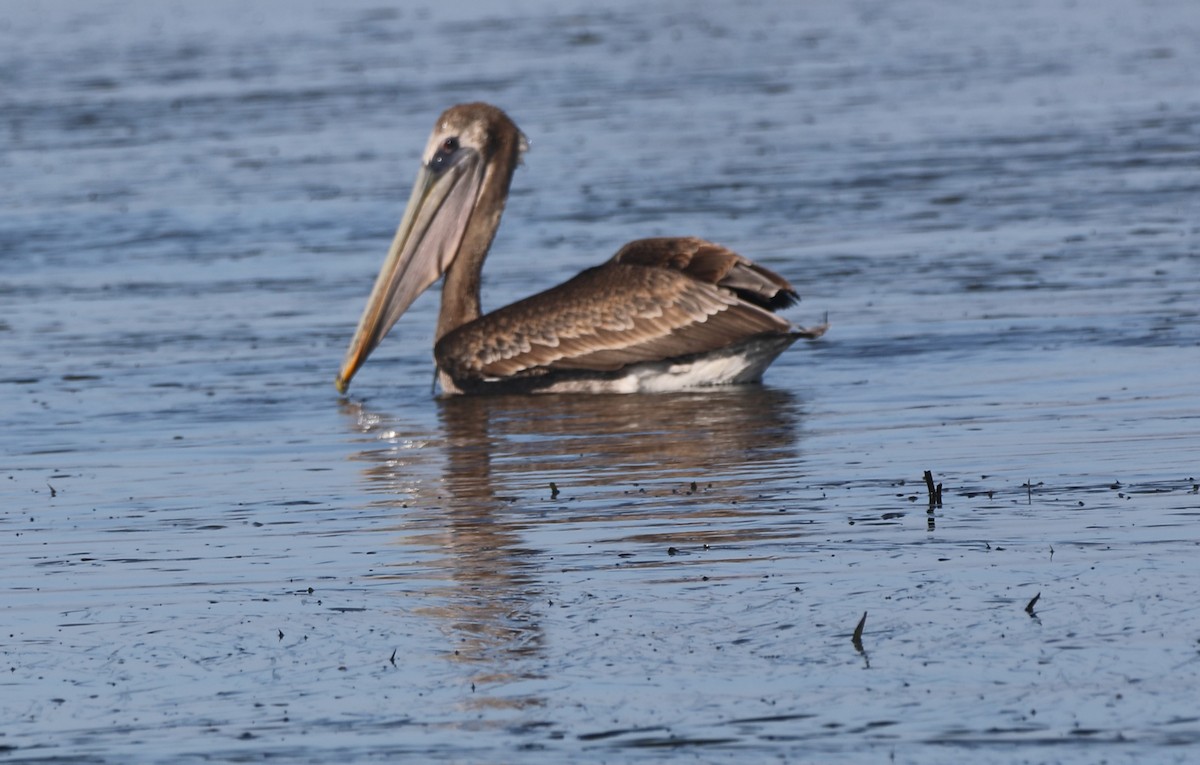 Brown Pelican - ML626581500