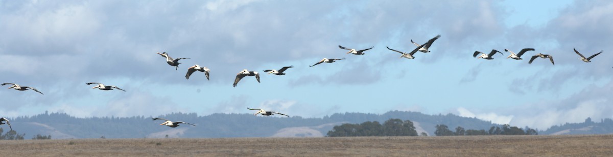 Brown Pelican - ML626581501