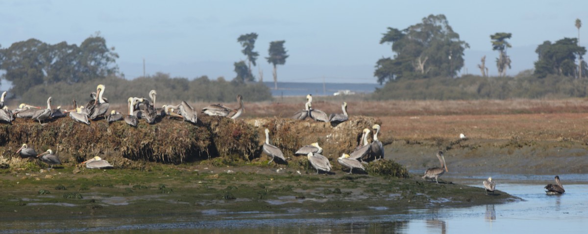 Brown Pelican - ML626581502