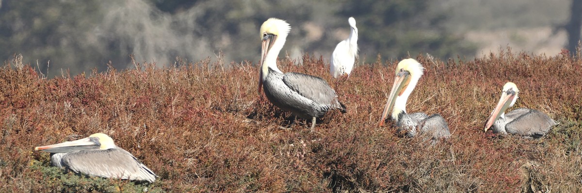 Brown Pelican - ML626581504