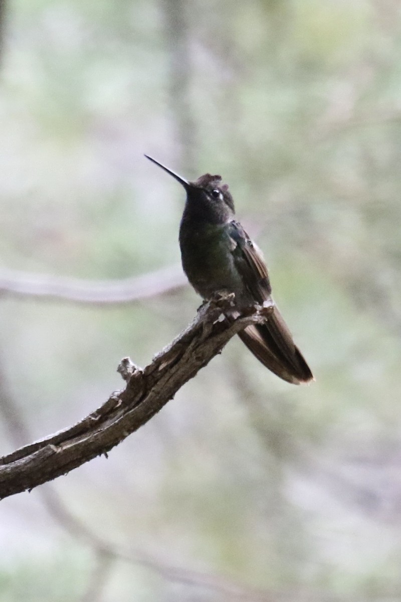 Rivoli's Hummingbird - ML626581505