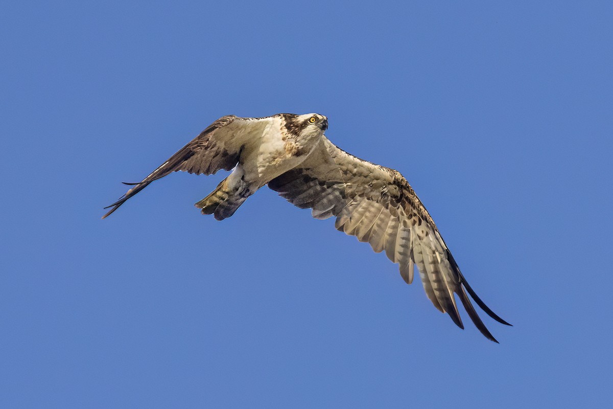 Osprey - ML626581506