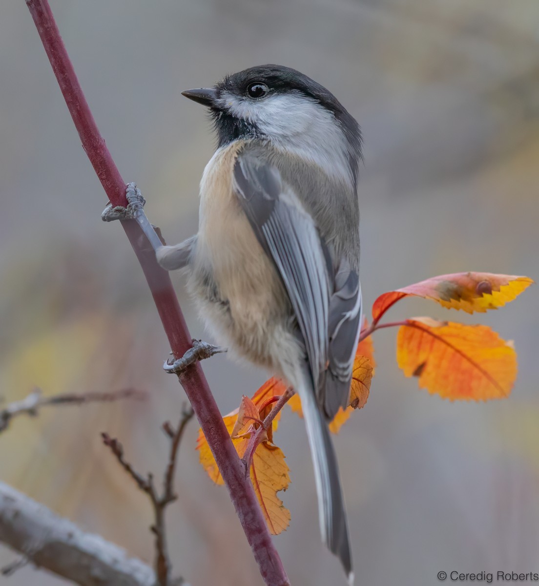 Black-capped Chickadee - ML626581507