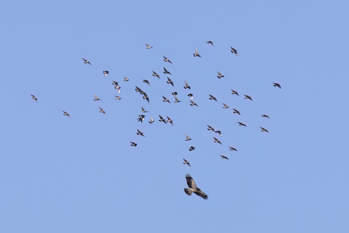 Booted Eagle - ML626581509