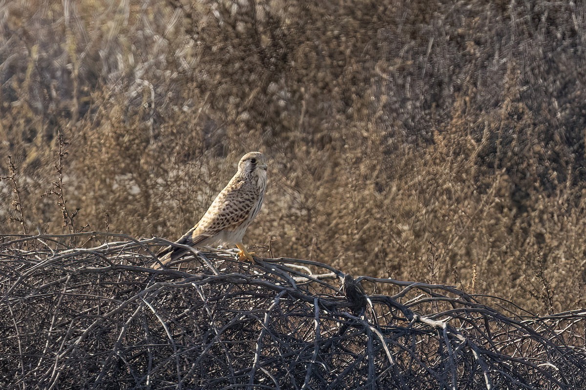 Eurasian Kestrel - ML626581510