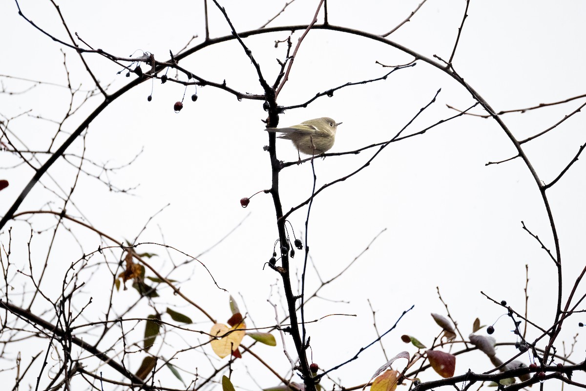 Ruby-crowned Kinglet - ML626581512