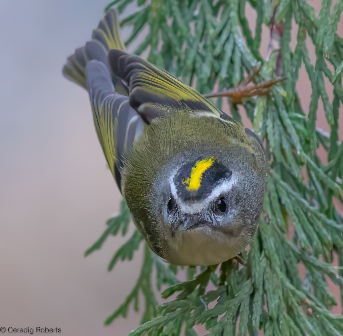 Golden-crowned Kinglet - ML626581513