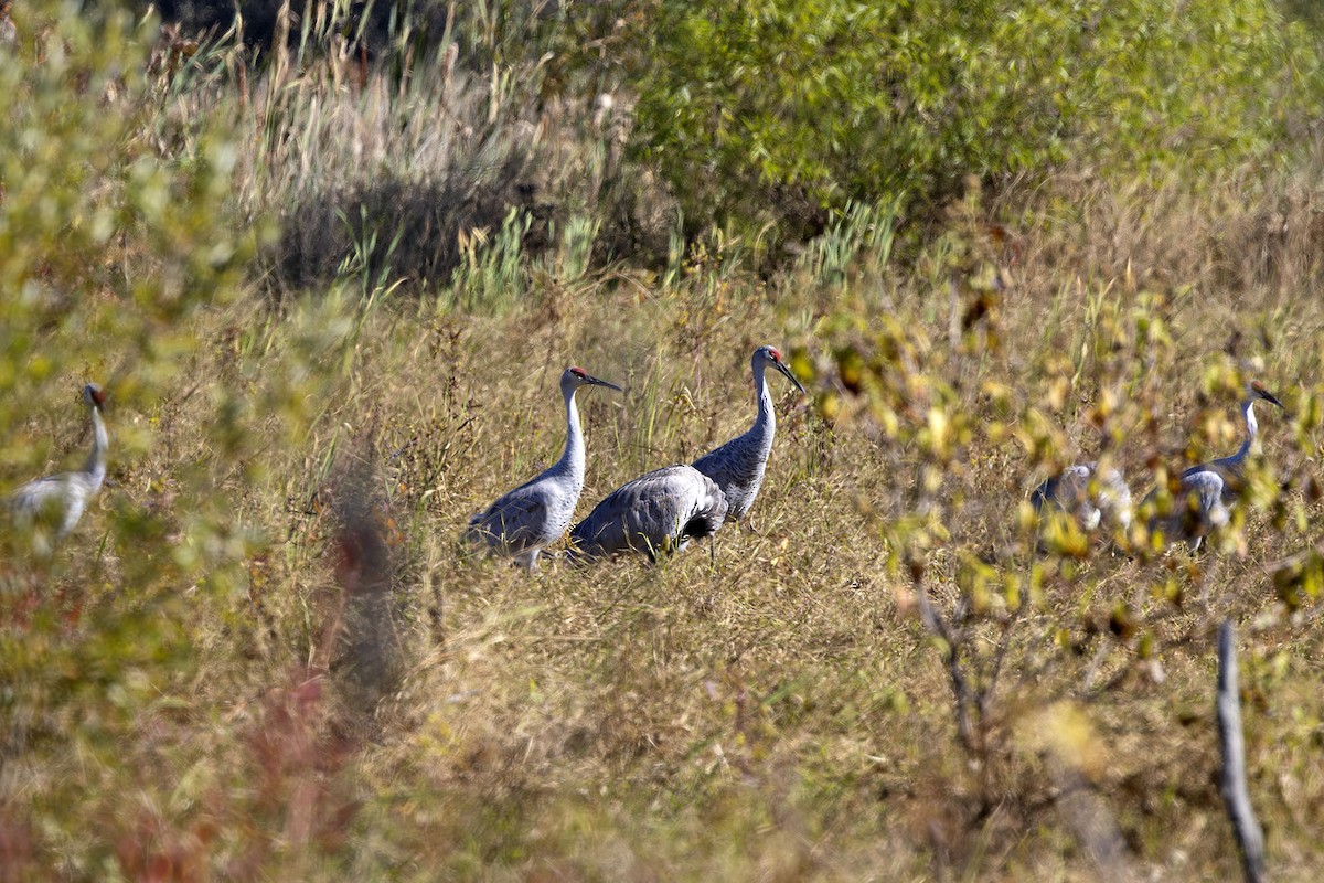 Sandhill Crane - ML626581514