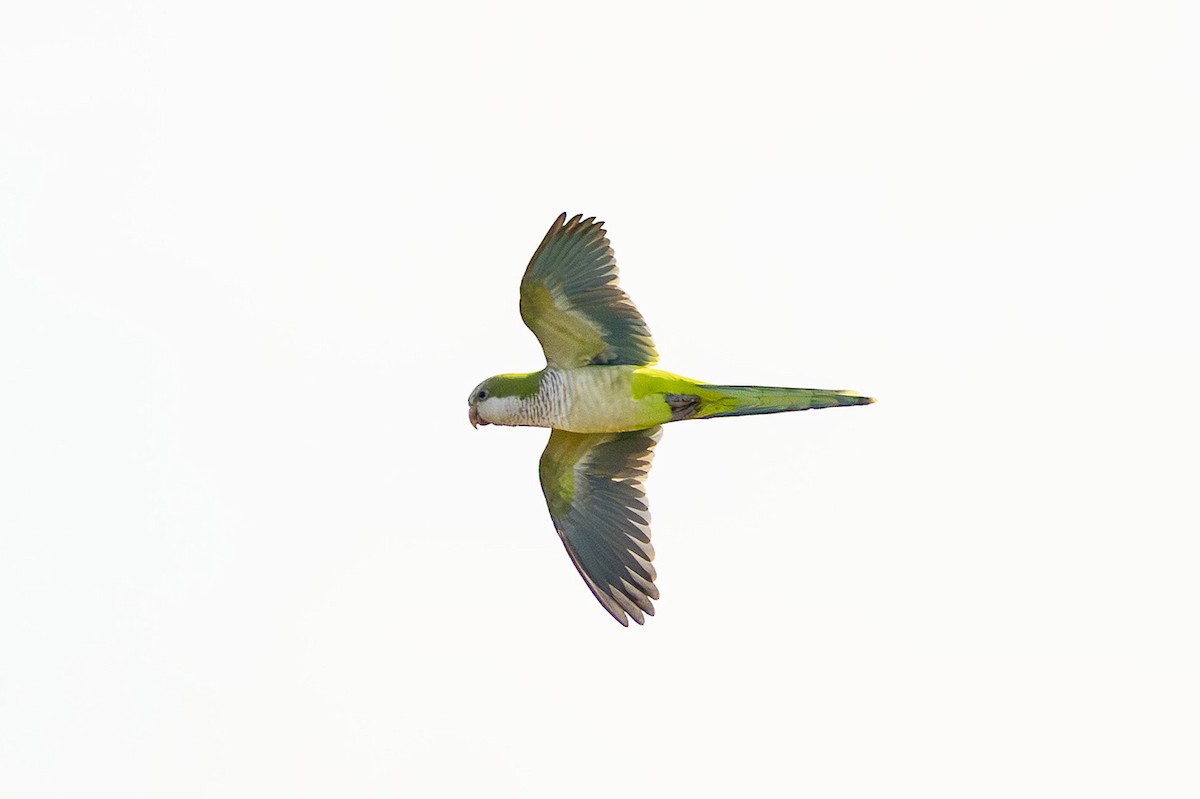 Monk Parakeet - ML626581519