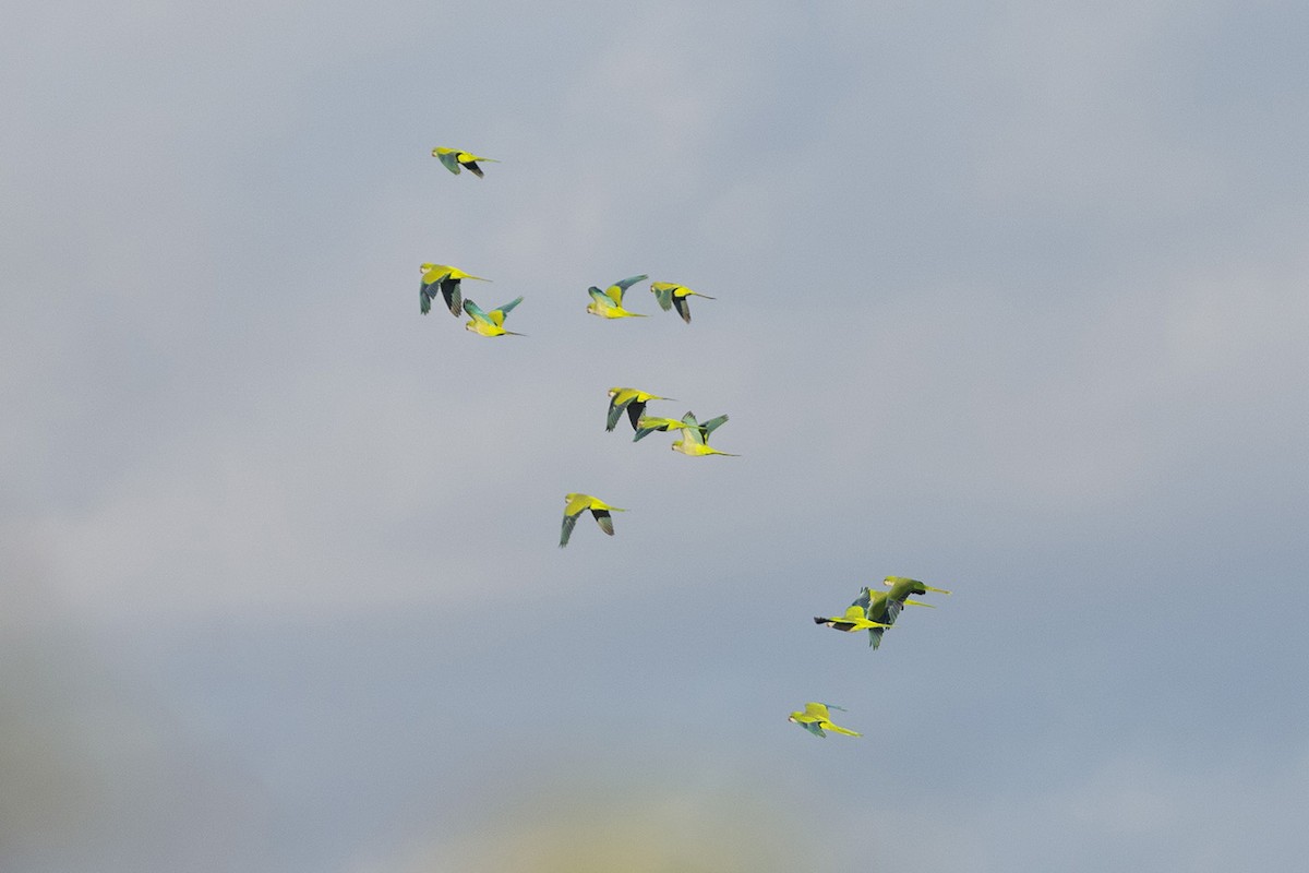 Monk Parakeet - ML626581520