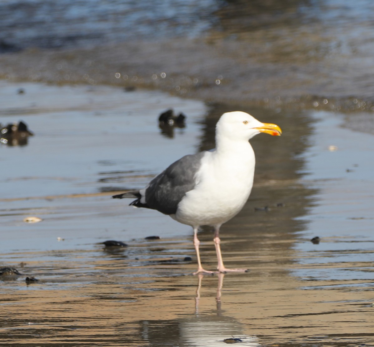 Western Gull - ML626581524