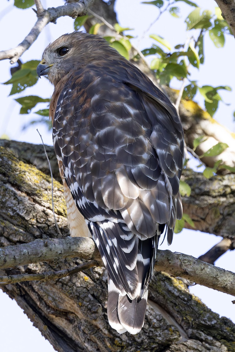 Red-shouldered Hawk - ML626581525