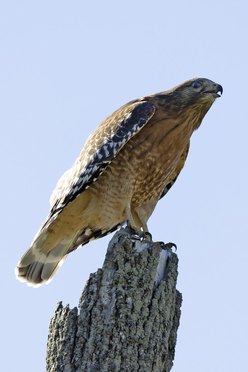 Red-shouldered Hawk - ML626581526