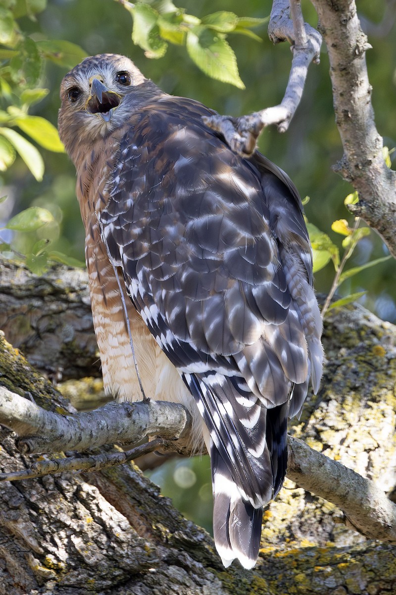 Red-shouldered Hawk - ML626581527