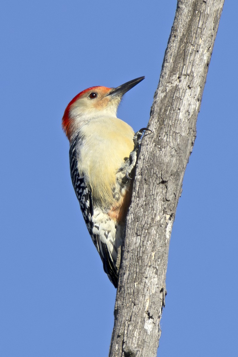 Red-bellied Woodpecker - ML626581536