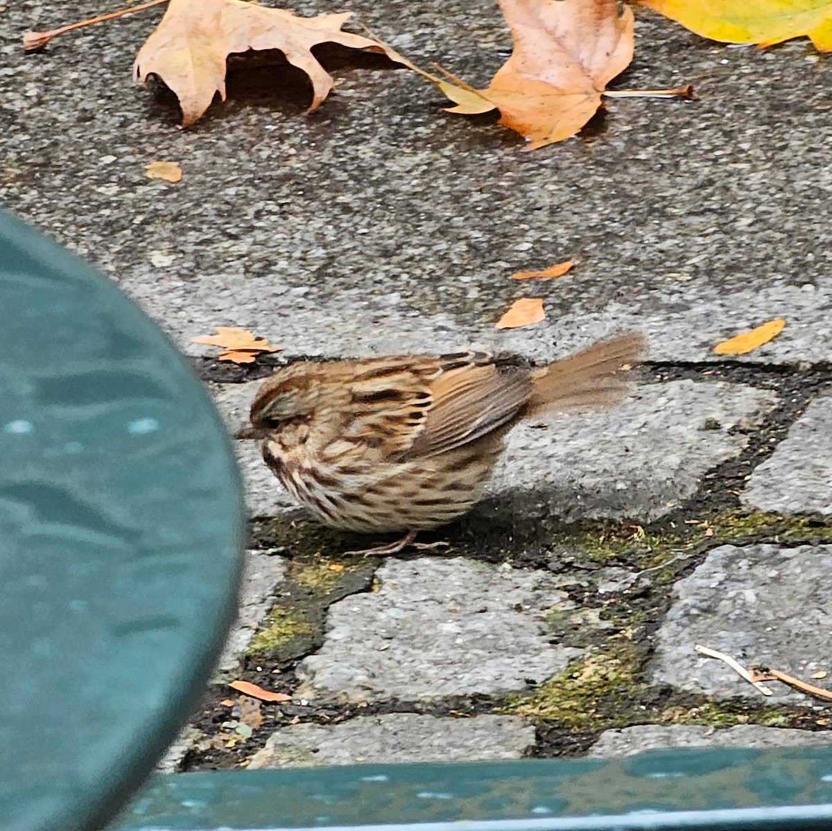 Song Sparrow - ML626581612