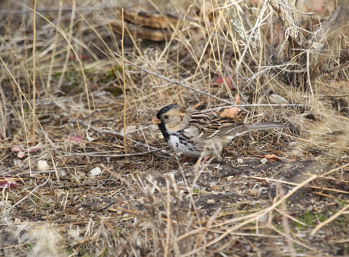 Harris's Sparrow - ML626581627