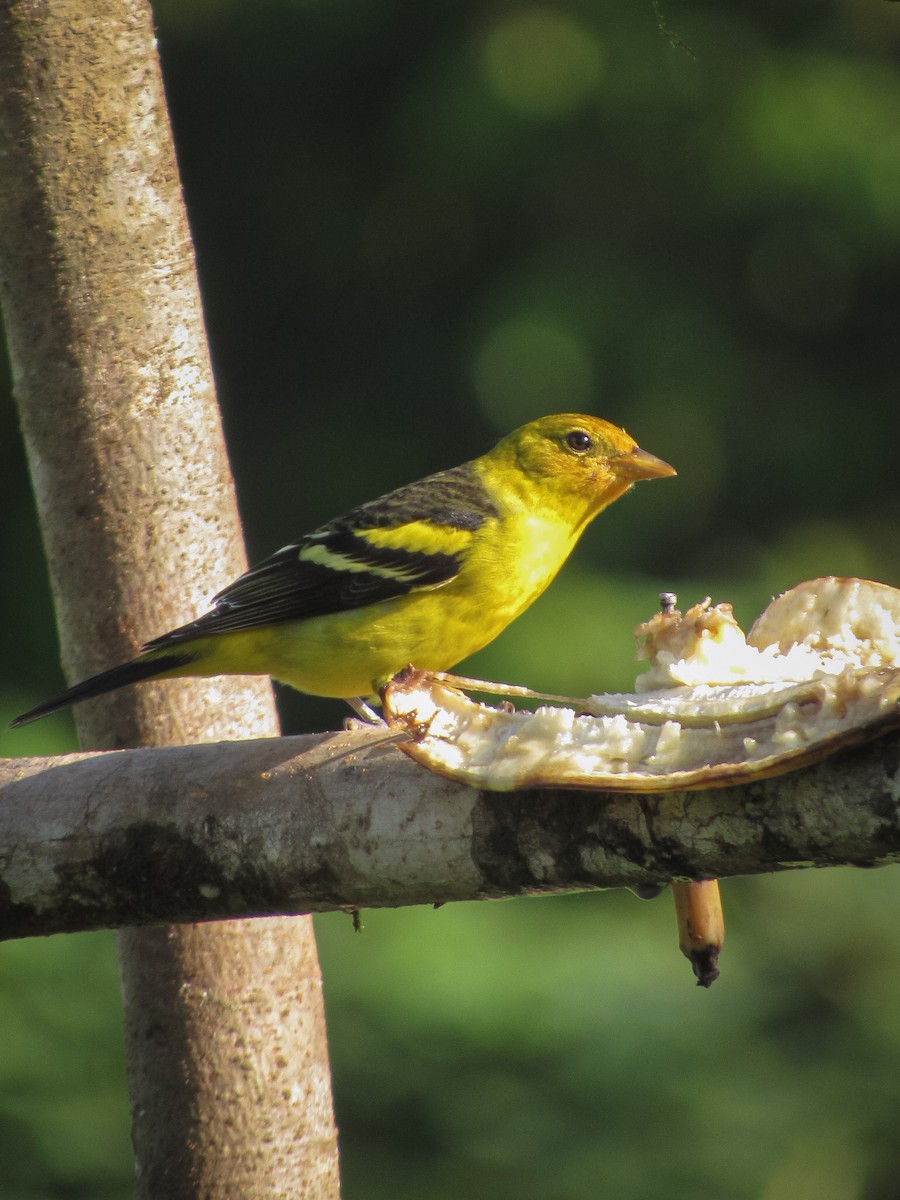 Western Tanager - ML626581707