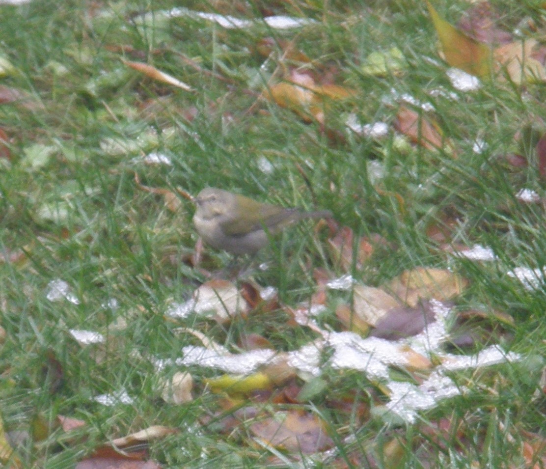 Tennessee Warbler - ML626581732