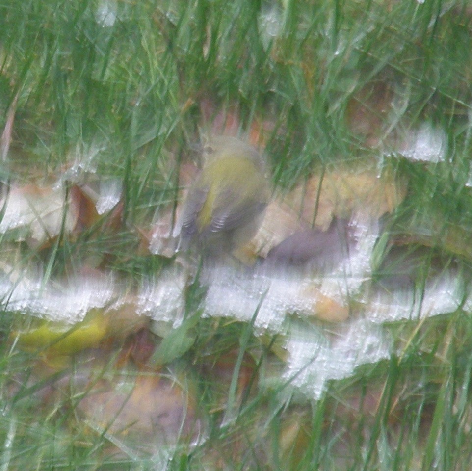 Tennessee Warbler - ML626581733