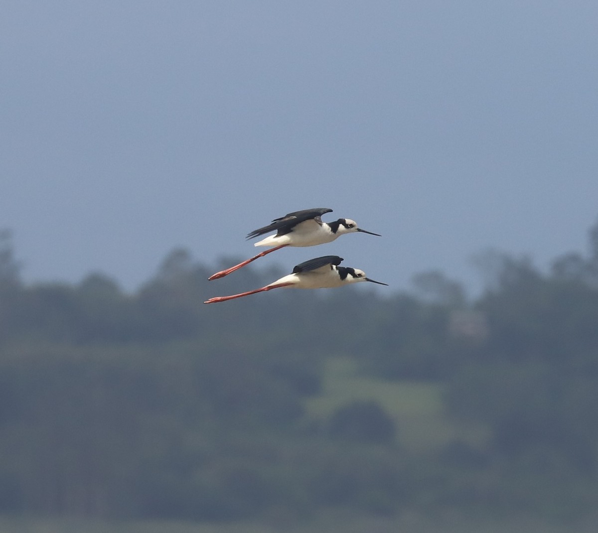 Black-necked Stilt - ML626581890