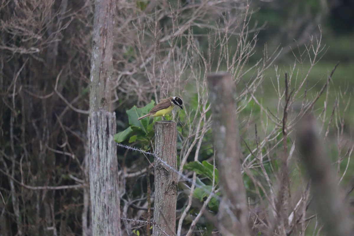 Great Kiskadee - ML626581925