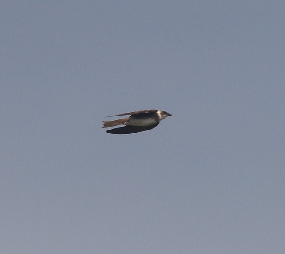 Brown-chested Martin - ML626581931