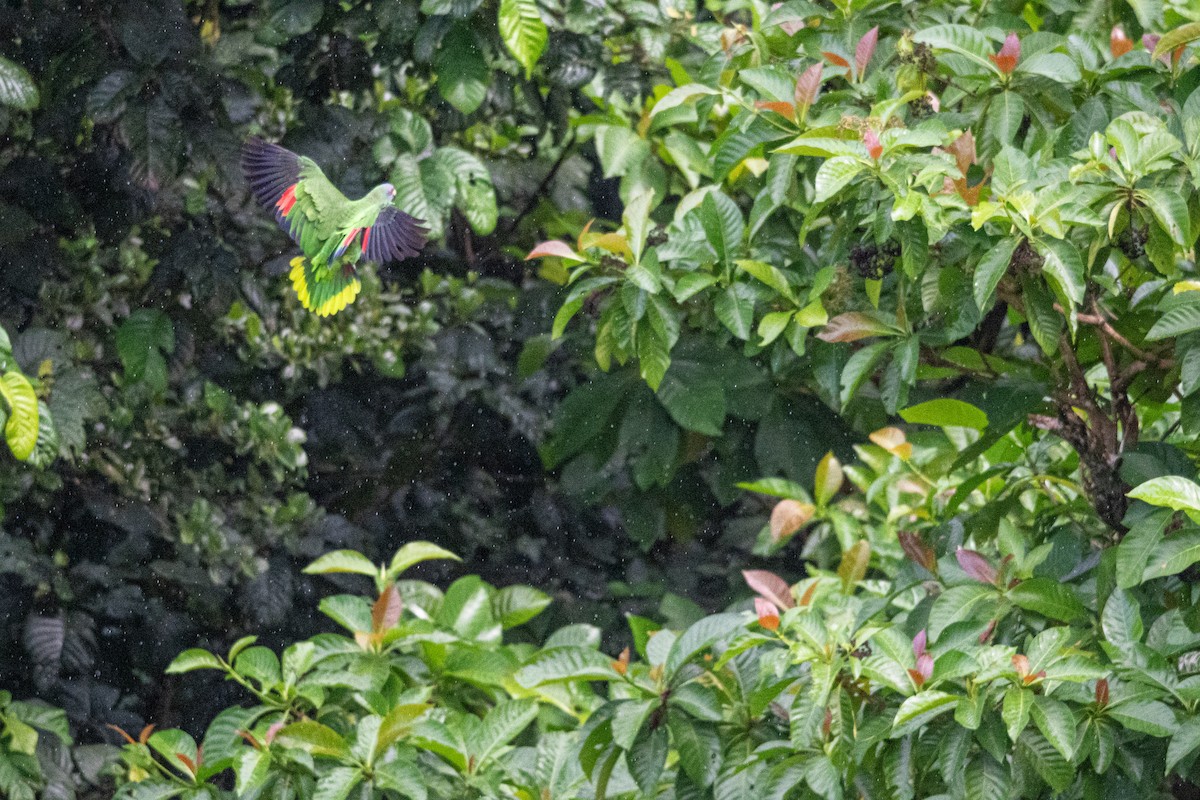 Red-necked Amazon - ML626581951