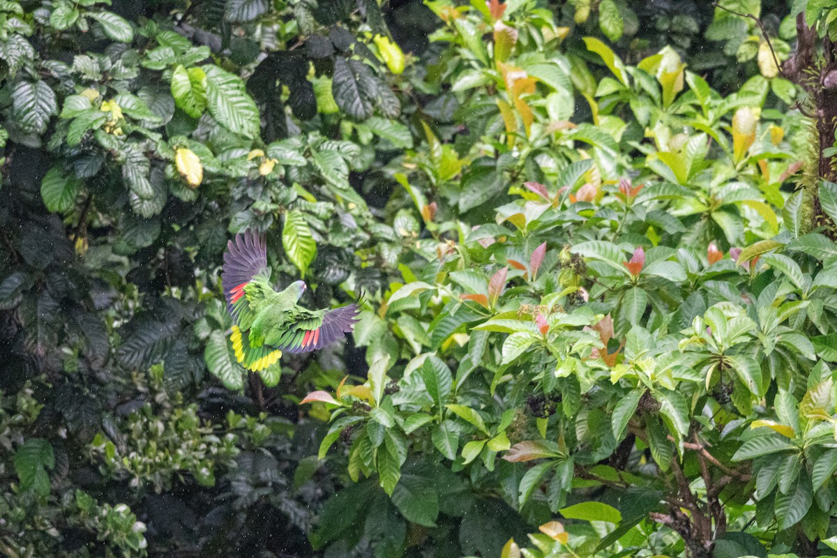 Red-necked Amazon - ML626581952