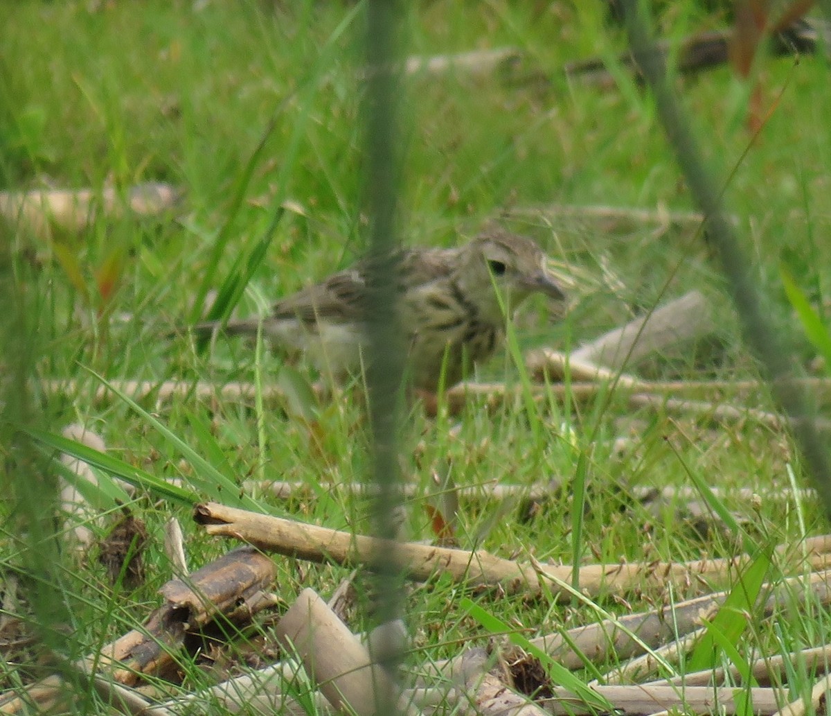Yellowish Pipit - ML626581954